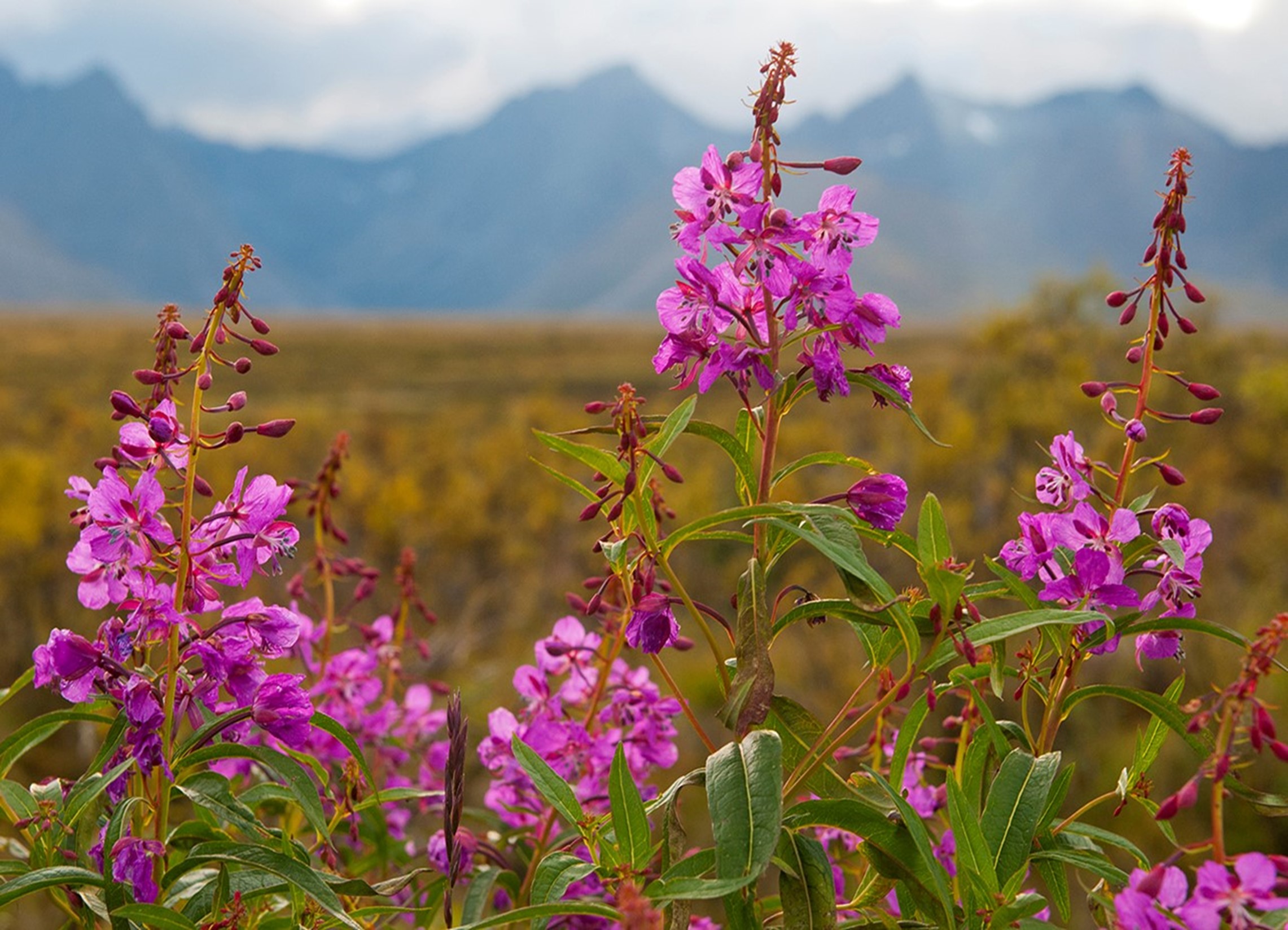 Fireweed in foreground, mountains in background