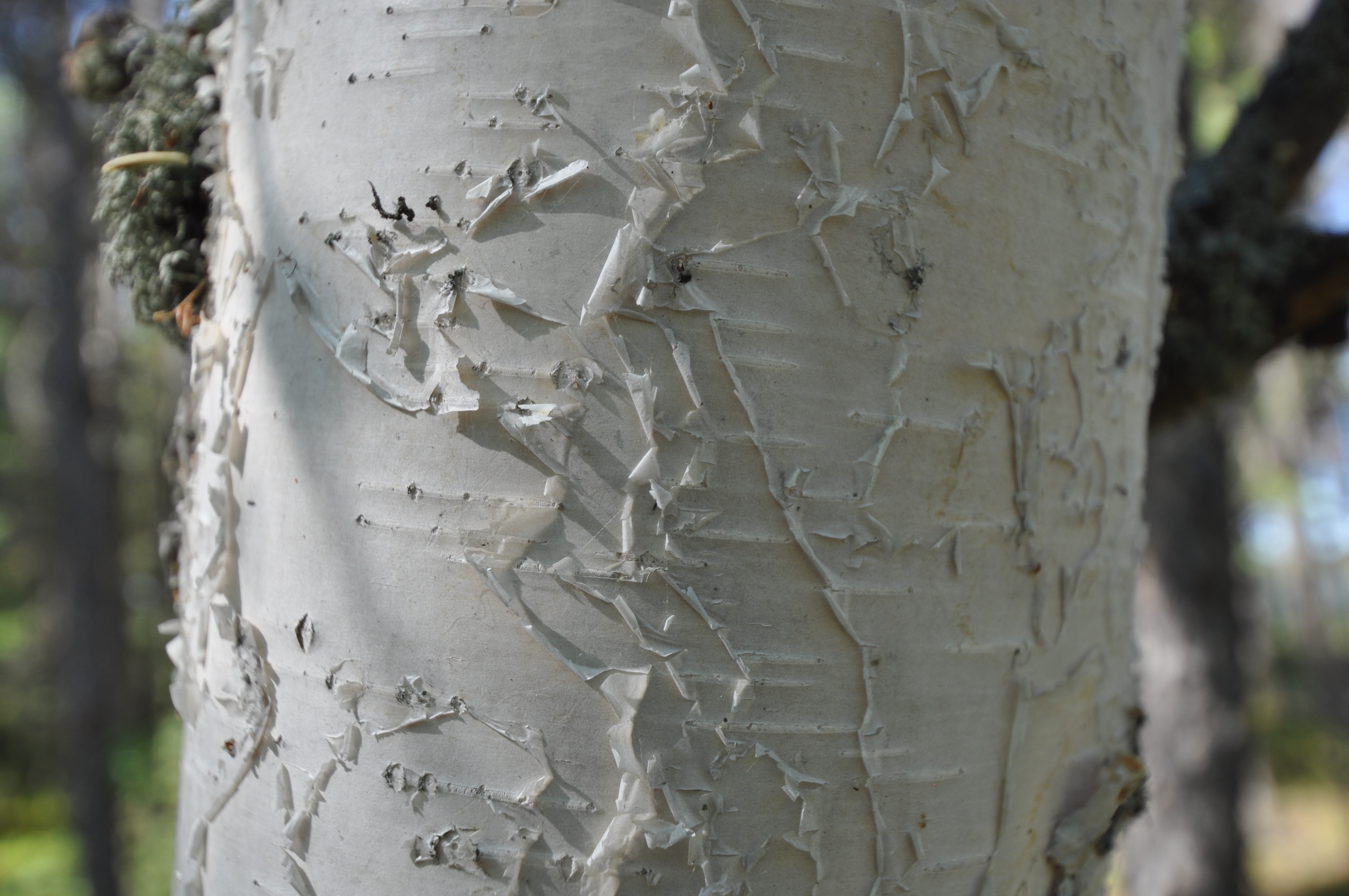 Birch bark close up