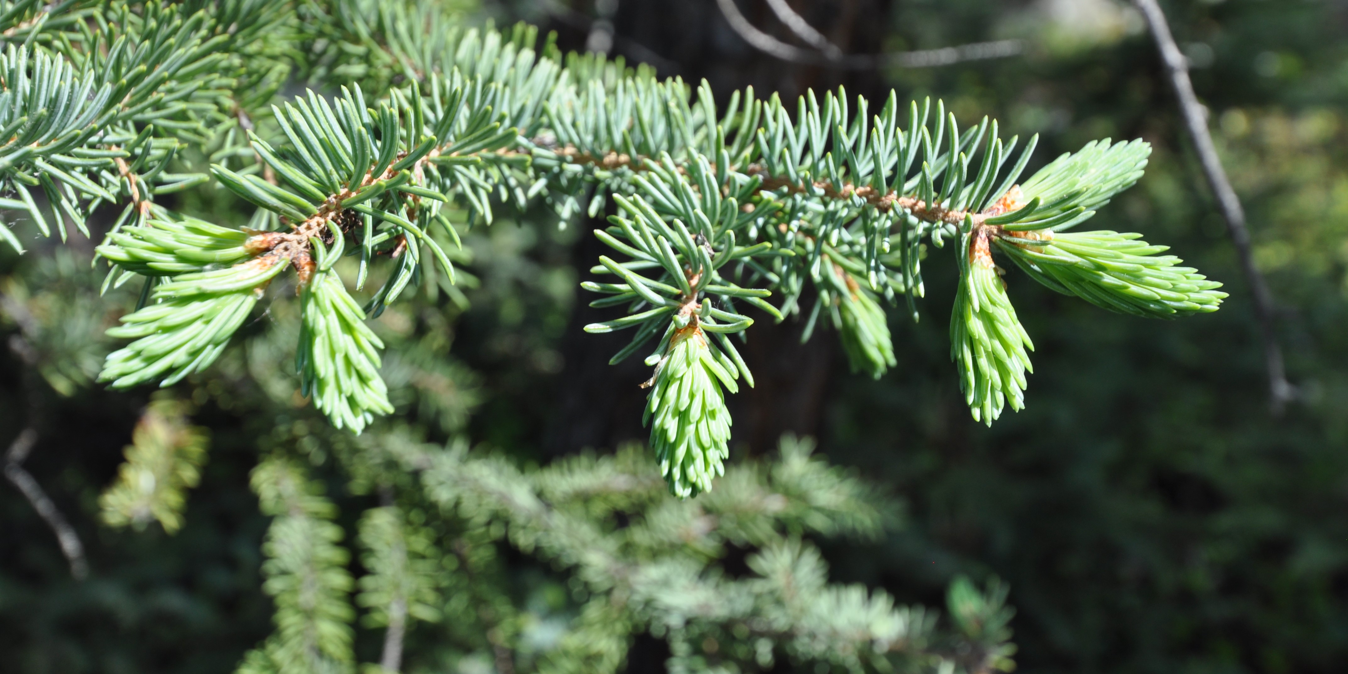 Spruce Tips