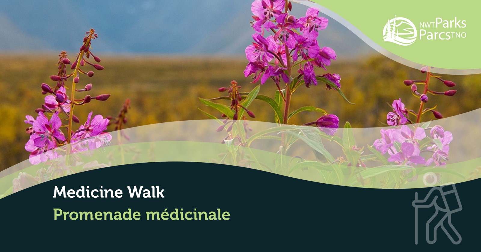 Medicine walk poster with fireweed