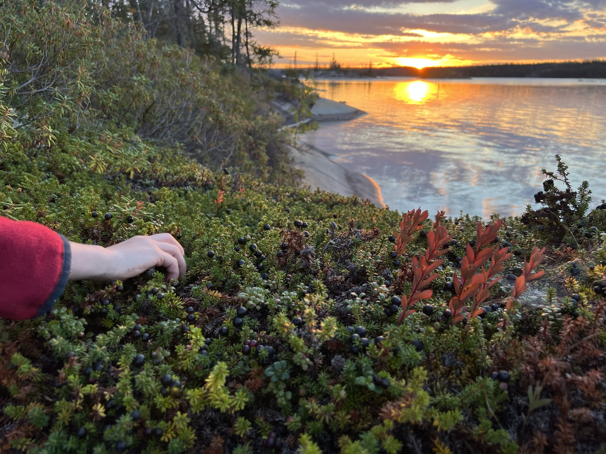 Hidden Lake Berry Patch