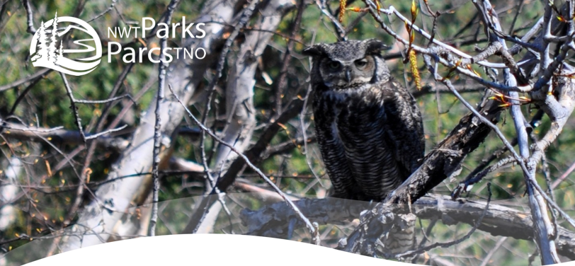 Reid Lake Owl Discovery Event