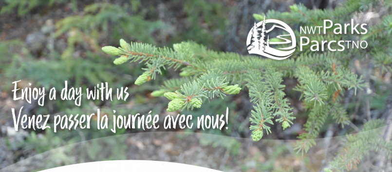 Spruce Branches