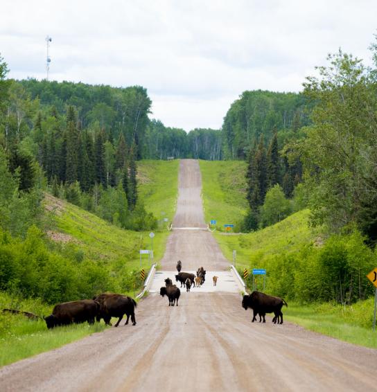 Bison along the Liard Highway