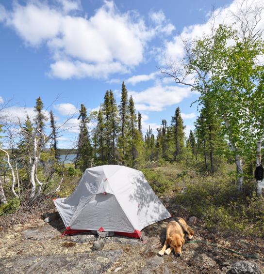 Dog beside tent on leash in Hidden Lake Territorial Park