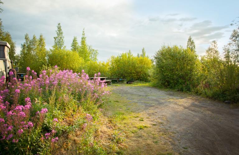 Fireweed Campsite photo 