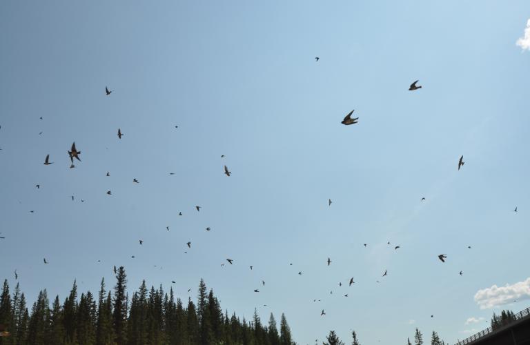 KakisaRiver-swallows