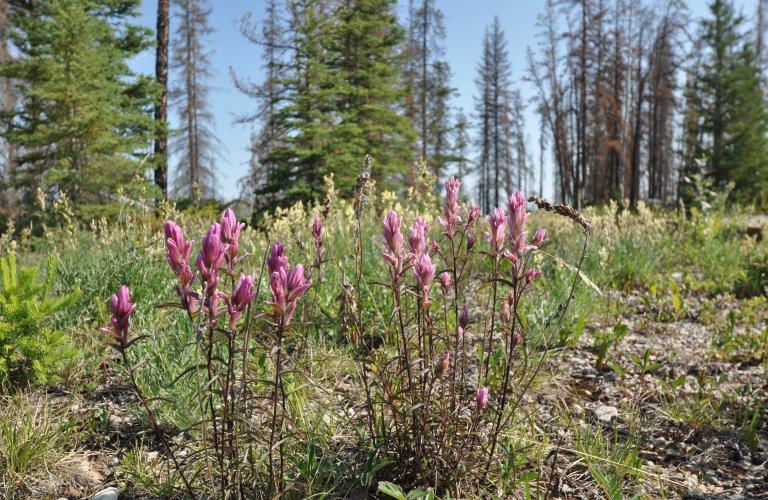 McNallieCreek-Wildflower