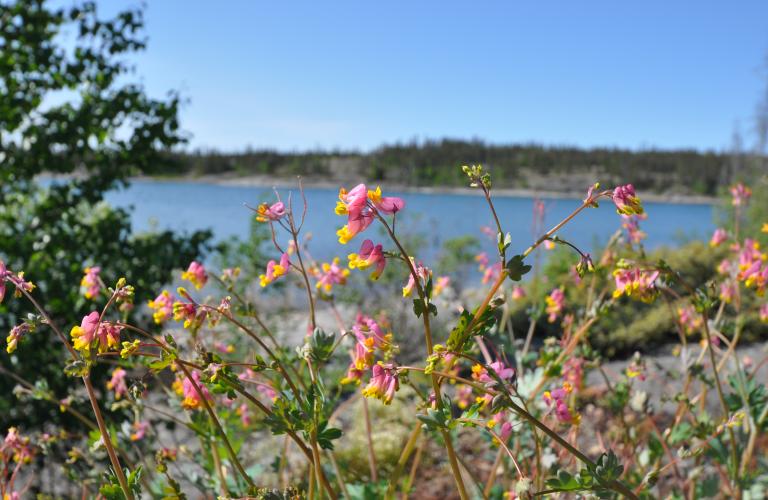 PontoonLake-HarlequinFlower