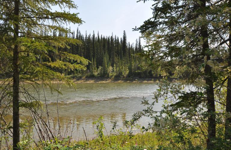 Kakisa River Riverbank