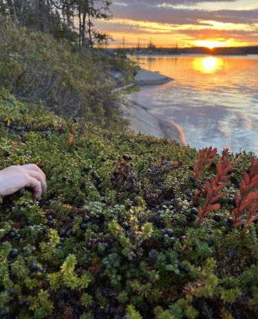 Hidden Lake park, berries