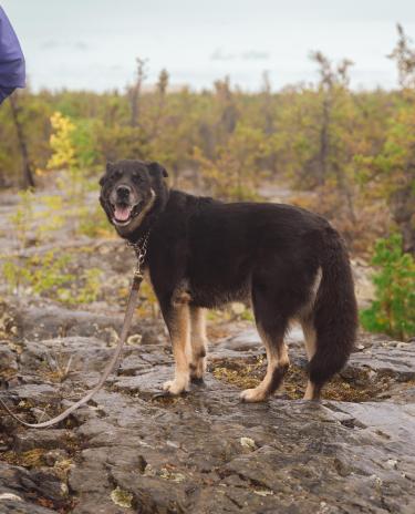 Dog on leash on prospectors trail