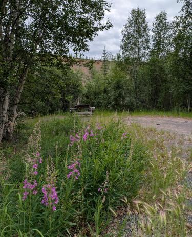 Vadzaih Van Tshik campsite