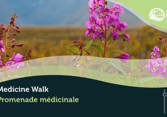 Medicine walk poster with fireweed