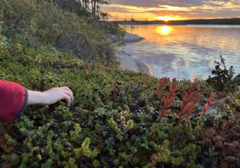 Hidden Lake Berry Patch