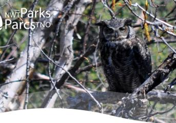 Reid Lake Owl Discovery Event