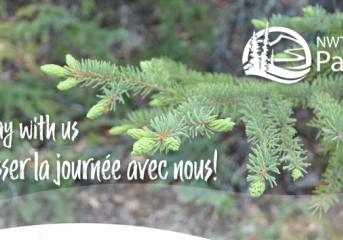 Spruce Branches