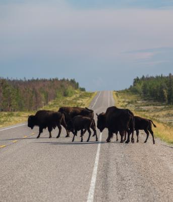 Bison on the road